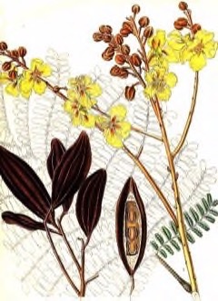 Peltophorum pterocarpum Copperpod, Yellow Poinciana